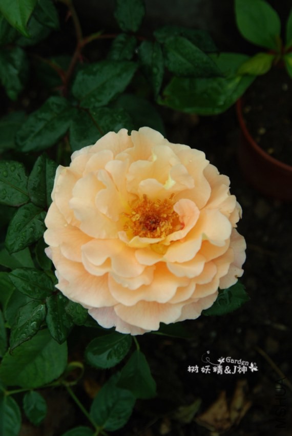 DSC_0213.JPG