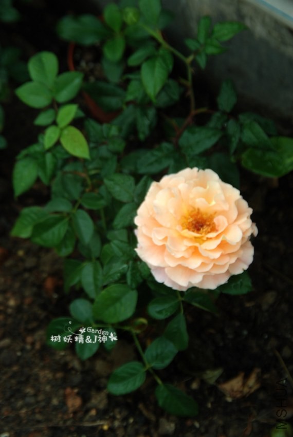 DSC_0215.JPG