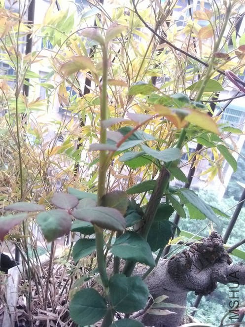 IMG_20131030_125648.jpg
