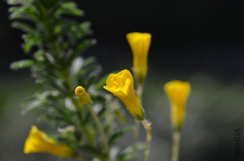 Oxalis kaajagdensis 20131026 003.JPG