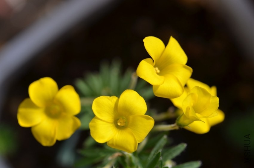 Oxalis kaajagdensis 20131026 017.JPG