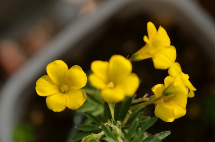 Oxalis kaajagdensis 20131026 018.JPG