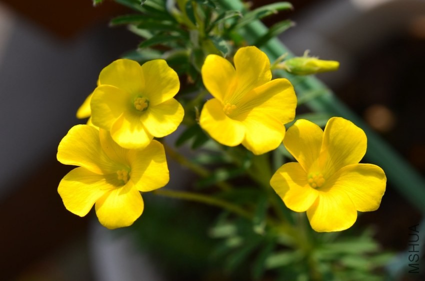 Oxalis kaajagdensis 20131026 022.JPG