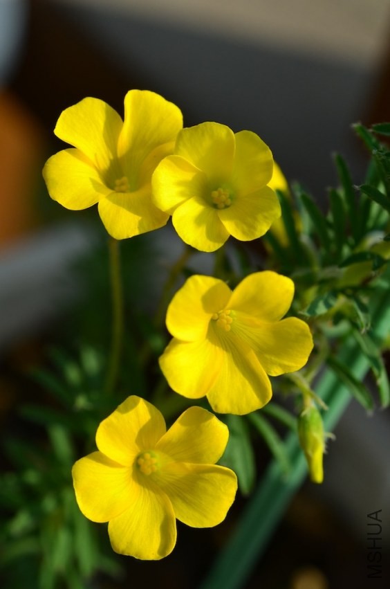 Oxalis kaajagdensis 20131026 023.JPG