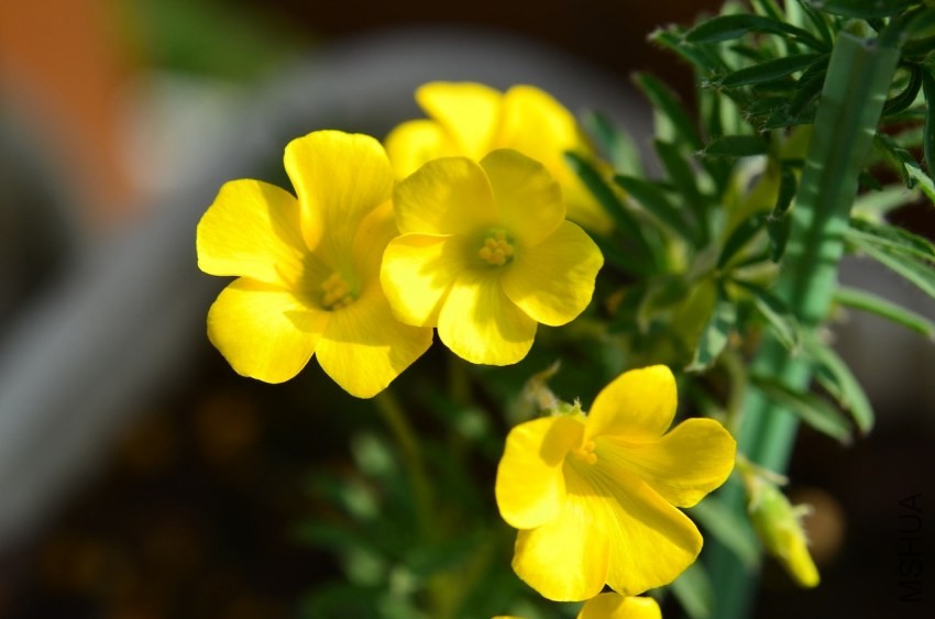 Oxalis kaajagdensis 20131026 025.JPG