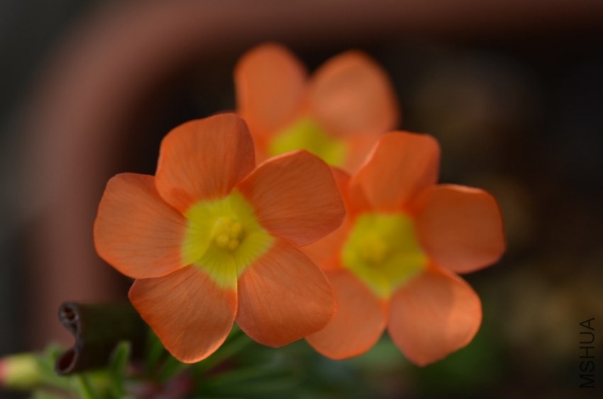 DSC_0464.JPG