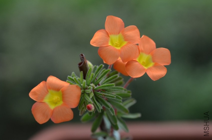 DSC_0471.JPG