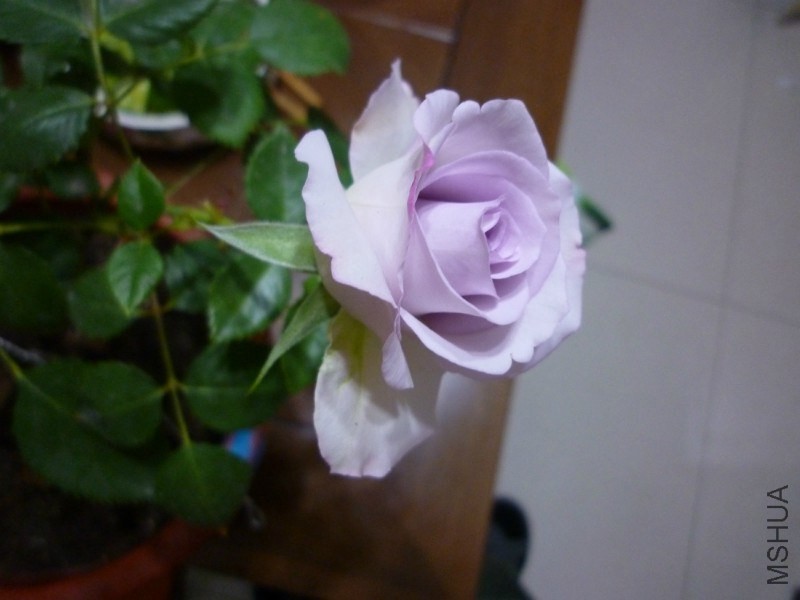 psb (2).jpg
