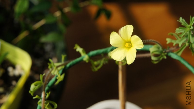 DSC04288.jpg