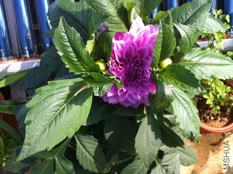 20130512-2.jpg