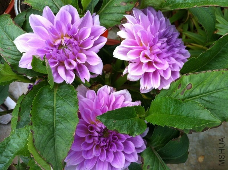 20130526.jpg