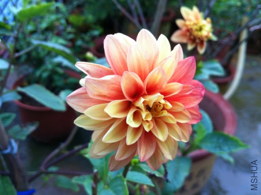 20130610-3.jpg