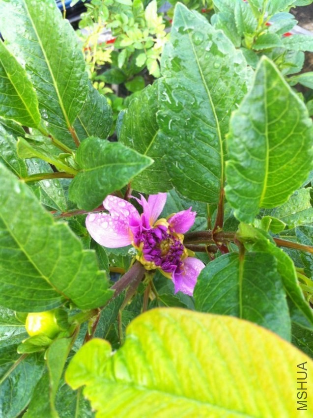 20130913.jpg