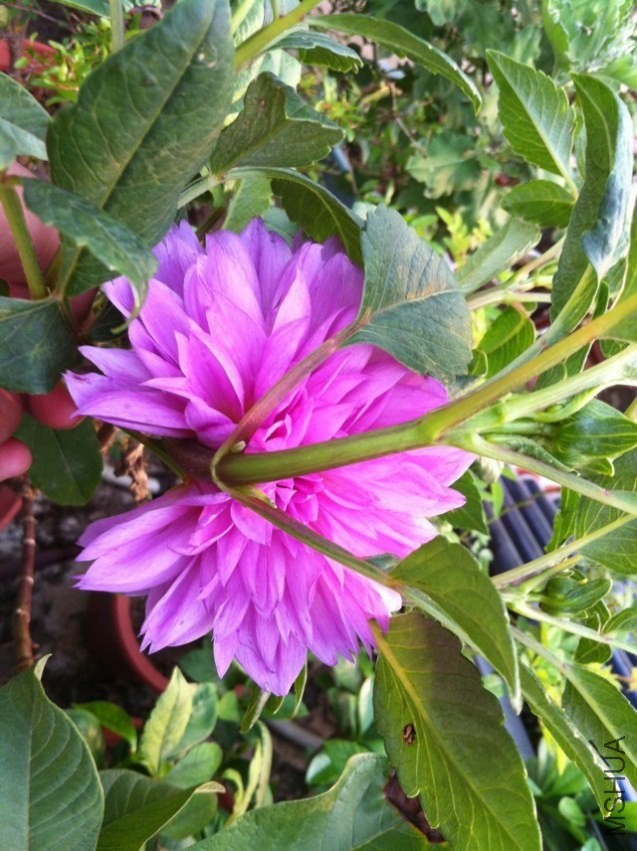 20130918.jpg