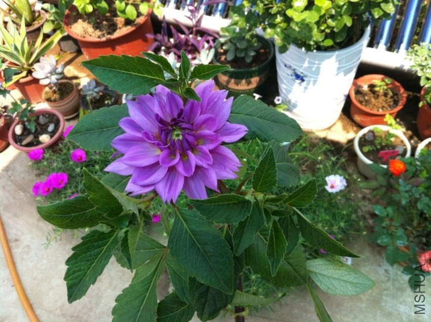 20130921.jpg