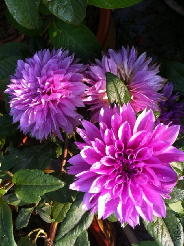 20131011-3.jpg