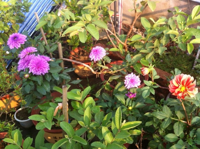20131026-2.jpg