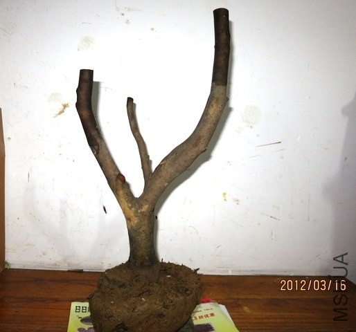 12.3.15 007.jpg