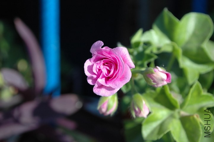 DSC_2407.jpg