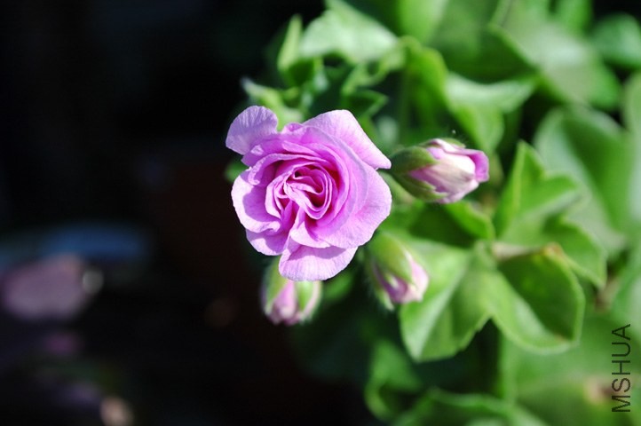 DSC_2406.jpg