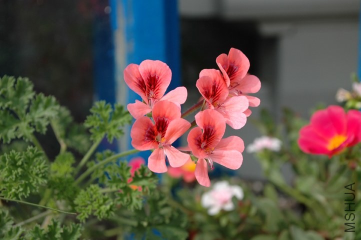 DSC_1382.jpg