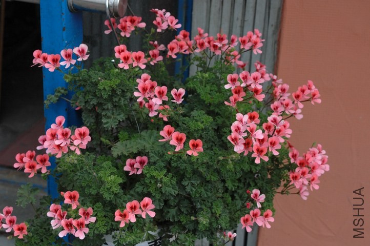 DSC_6107.jpg