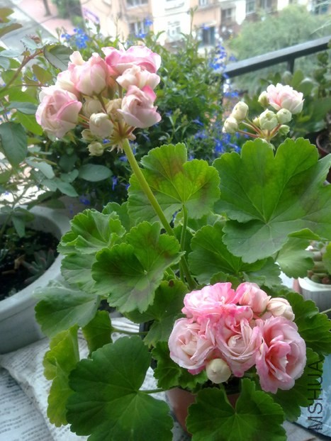 201309021665.jpg