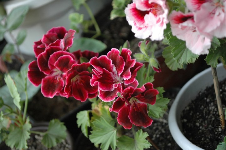 DSC_5327.jpg