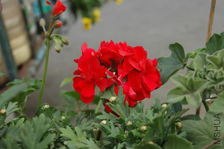 DSC_5766.jpg