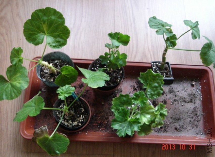 20131031-1.jpg