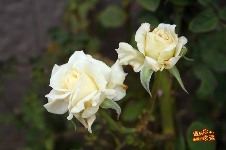 ��Ƭ 014_����.jpg