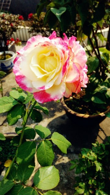 ��˫ϲ_meitu_17_meitu_18_meitu_19.jpg