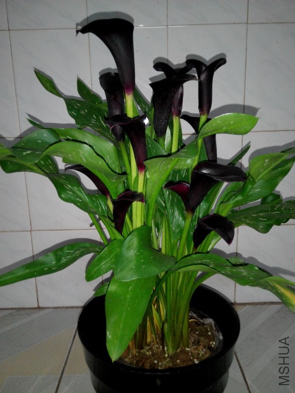 ��ɫ������