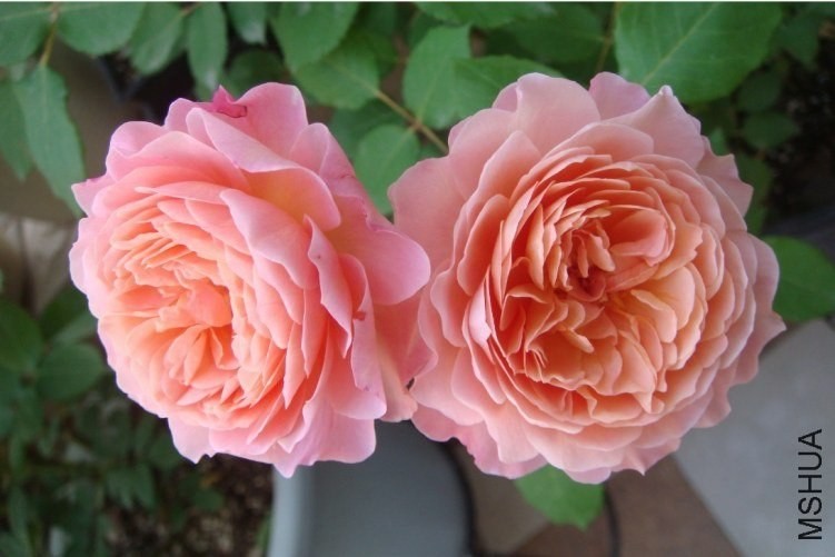 �����Ҷżӵ�2 of Hunter.jpg