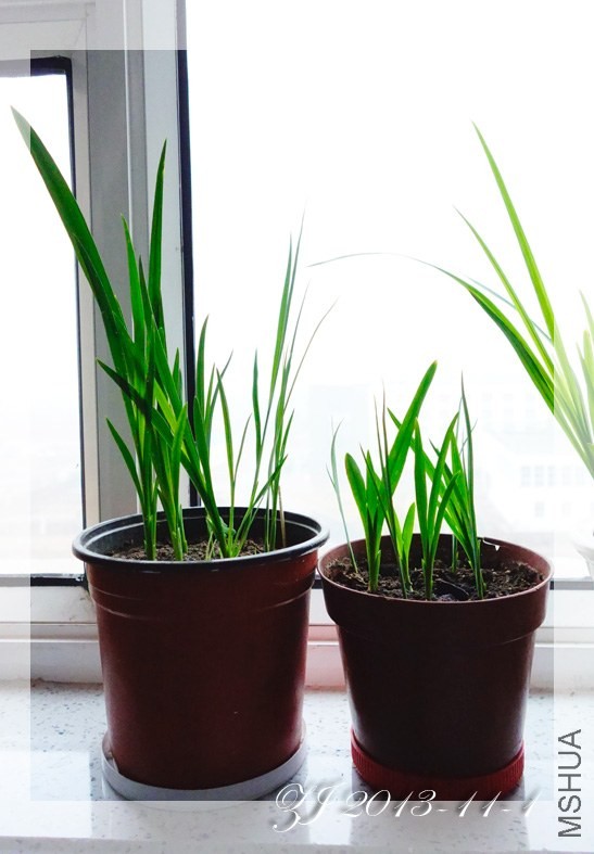 ͬʱ�����������ѩ��