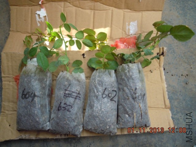 DSCN1665.JPG