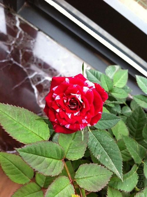 10.������131101.jpg