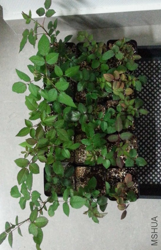 20131101_180356-n.jpg
