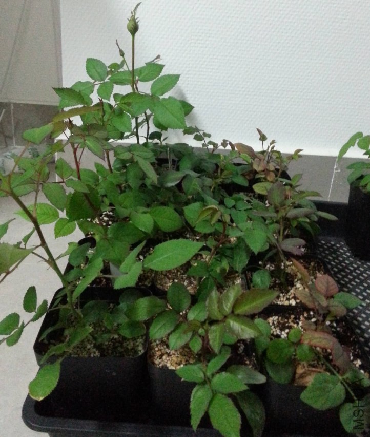 20131101_180404-n.jpg