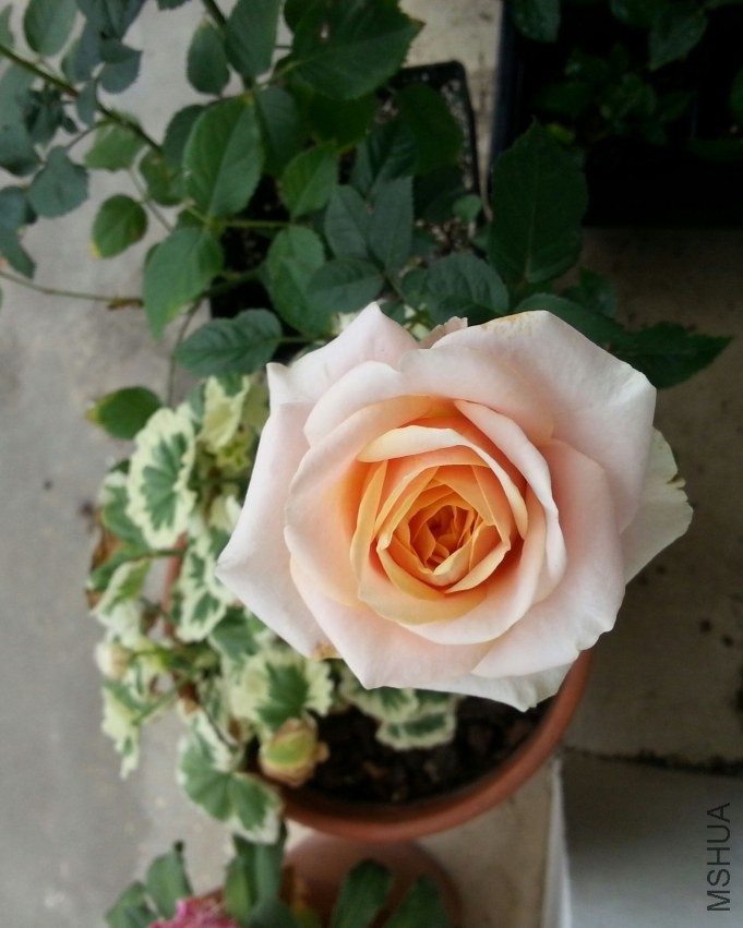 20130616_121138-1n.jpg