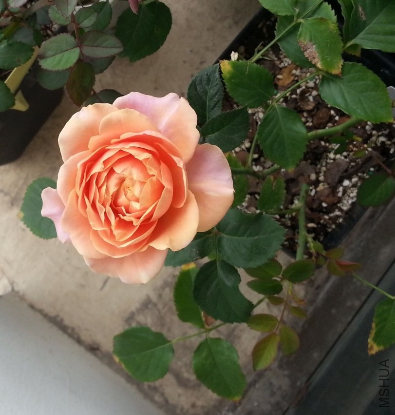 20130620_114802-2n.jpg