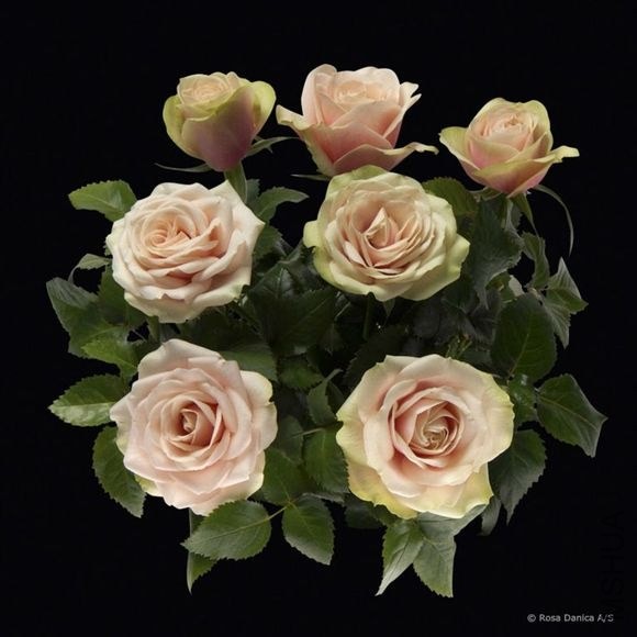 �����µ��ȣ�Magnolia Kordana��.jpg
