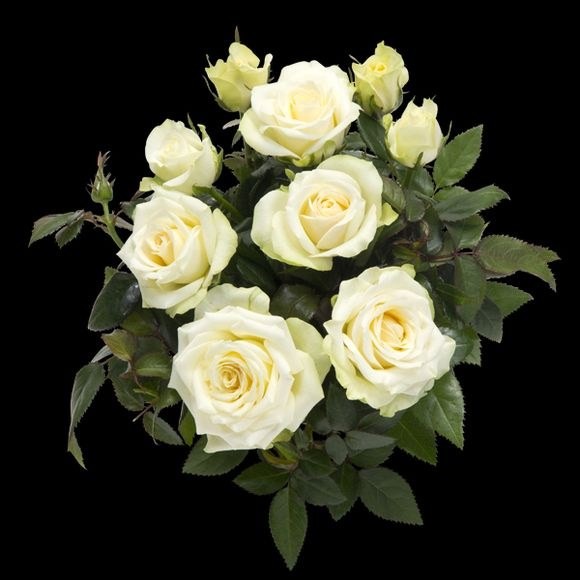 ����µ��� ��Pearl Kordana��.jpg