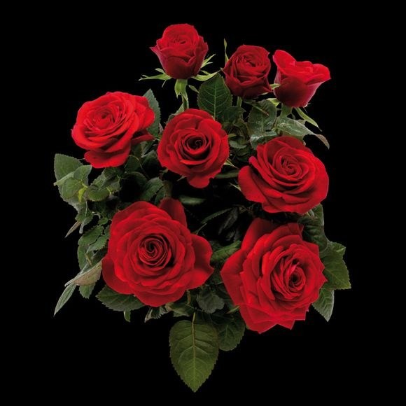 �������̿µ��ȣ�Cardinal Kordana��.jpg