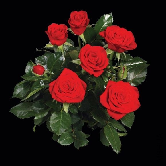 �ɺ�÷����˹.�µ��� ��ScarleMercedes Kordana��.jpg