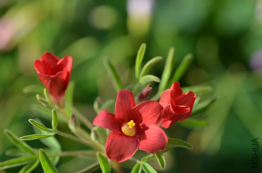 Oxalis helicoides 20131101 001.JPG