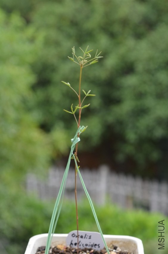 Oxalis helicoides 20131019 004.JPG