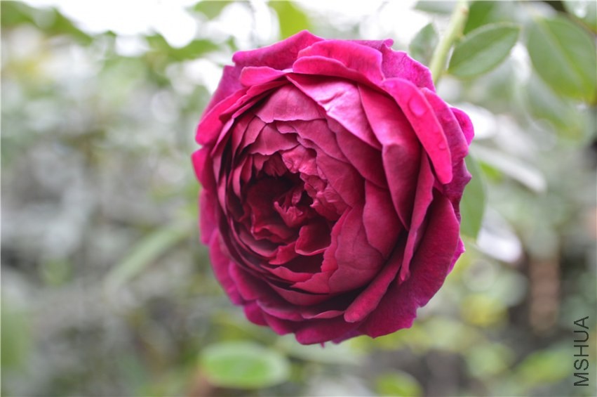 DSC_0097.jpg