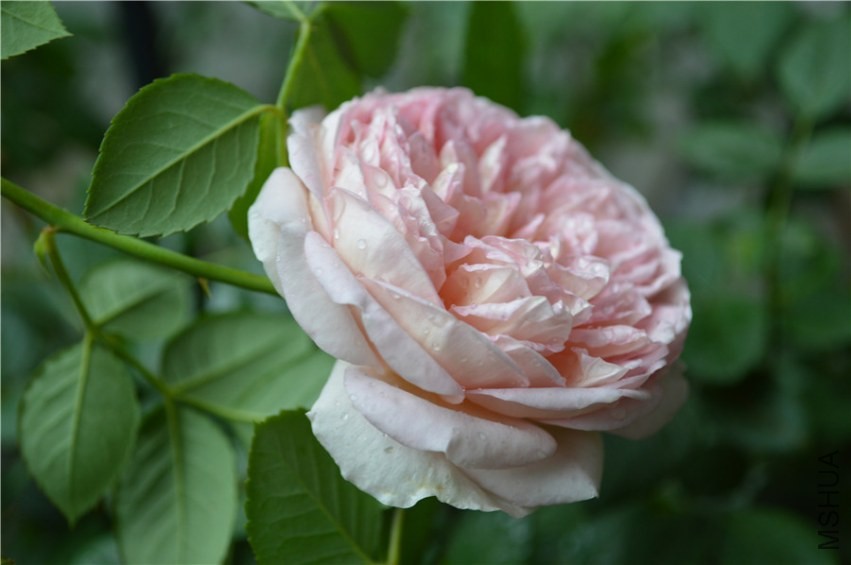 DSC_0104.jpg