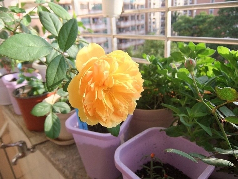 DSCF0291.JPG